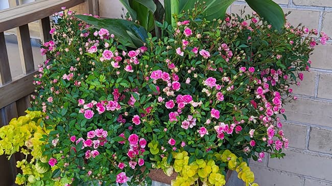 Tuke Roses Grace Rose: A New Rose Collection Begins with Pink Tumbleweed™ | Milled