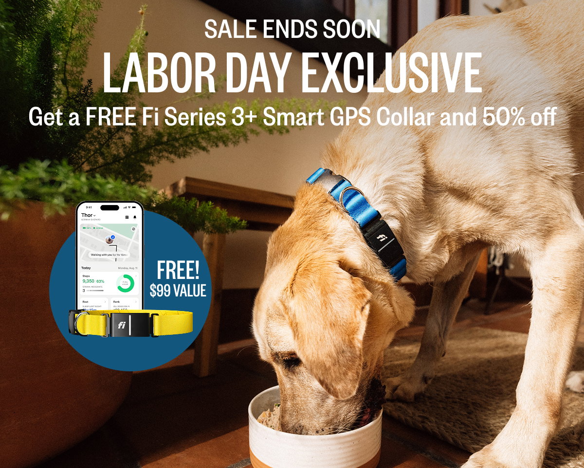 Celebrate National Dog Day with a FREE Fi Series 3+ Smart GPS Collar + 50% off your first box