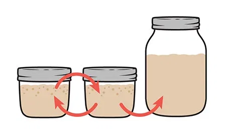 Illustration of reusing your sourdough starter