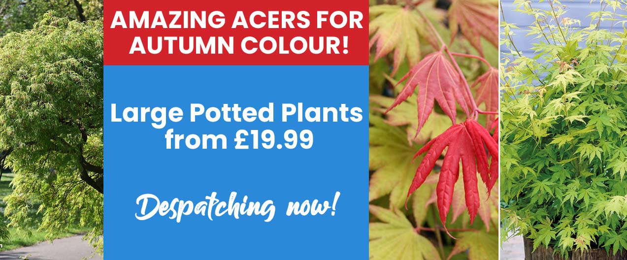Large Potted Acers