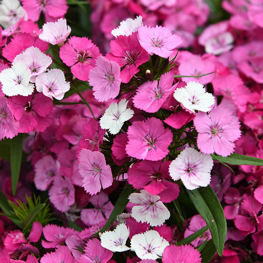 Dianthus 'Dart Pink Magician'