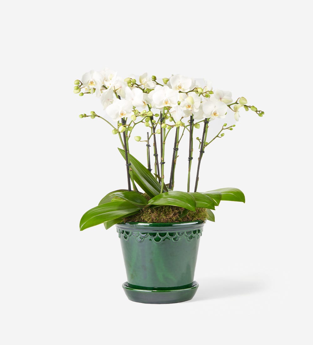Everyday Elegance Orchids