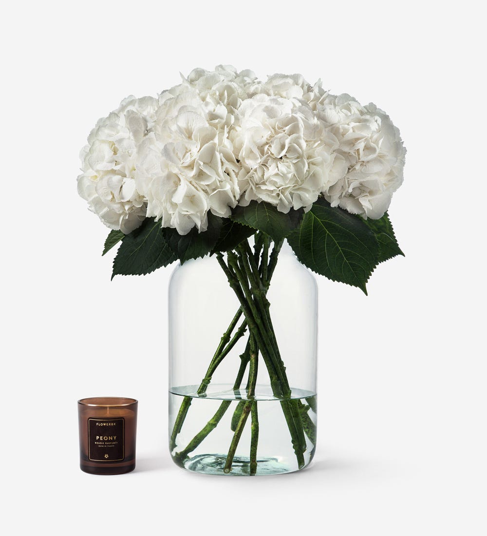 Cloud White Hydrangea