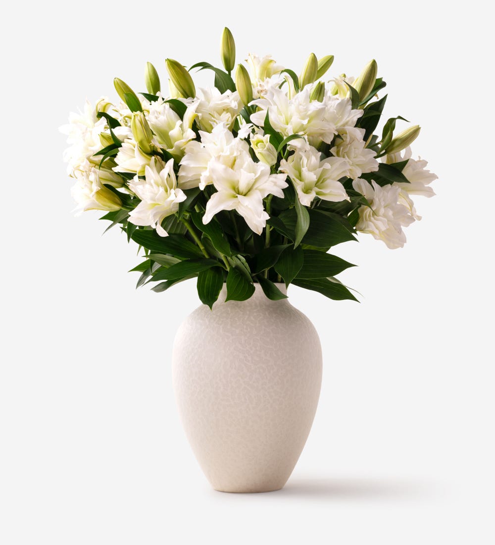 Windsor White Roselily