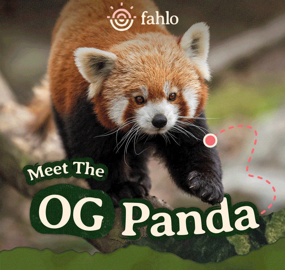 Meet the OG panda