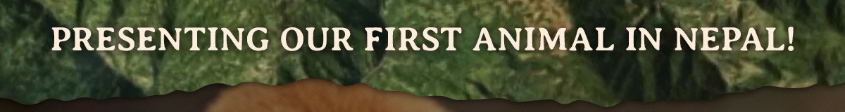 Presenting our first animal in nepal!