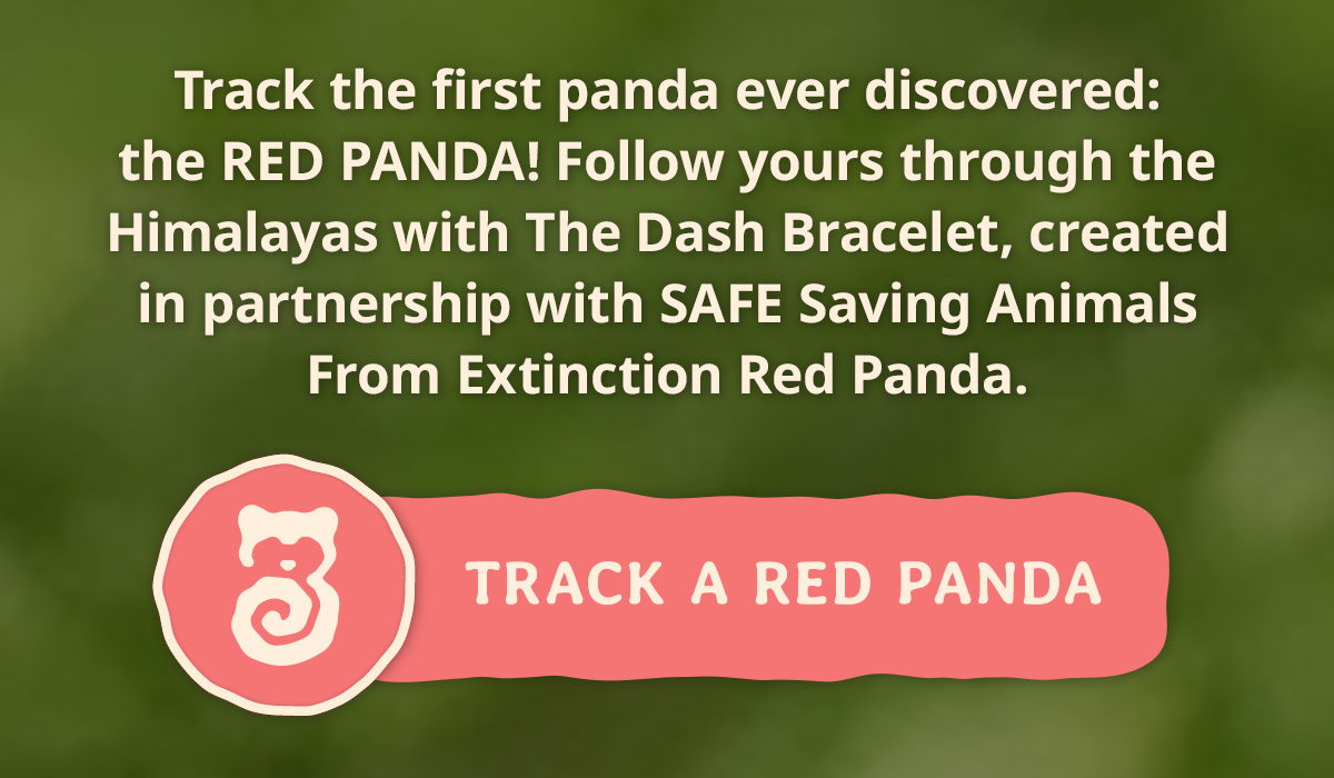 Track a red panda