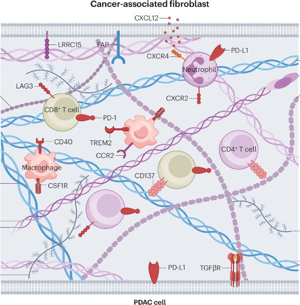 An infographic showing the extracellular matrix surrounding a pancreatic cancer cell. 