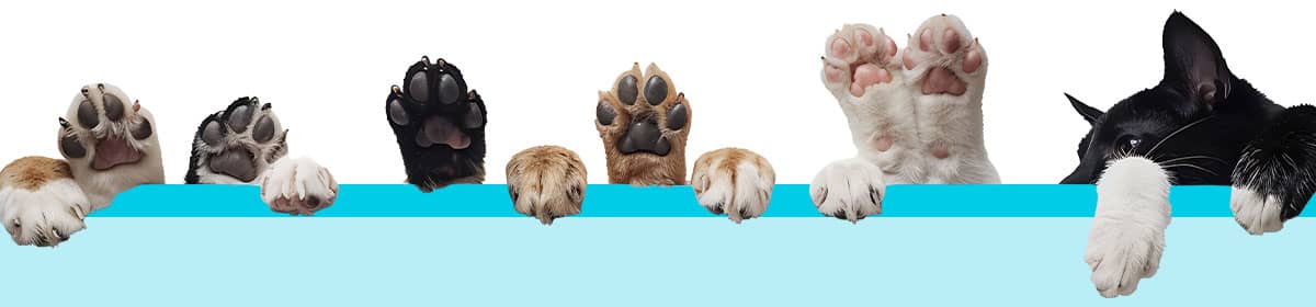 Playful divider with pets paws
