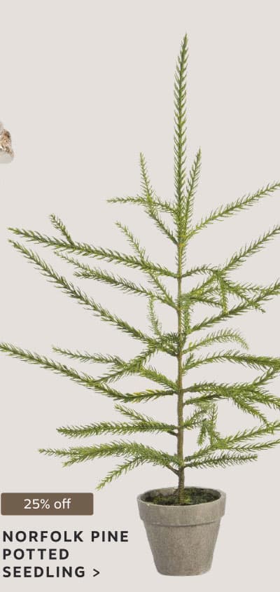 25% off: Zoe Norfolk Pine Potted Seedling >