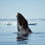 A bowhead whale breaches in Arctic waters on a bright day.