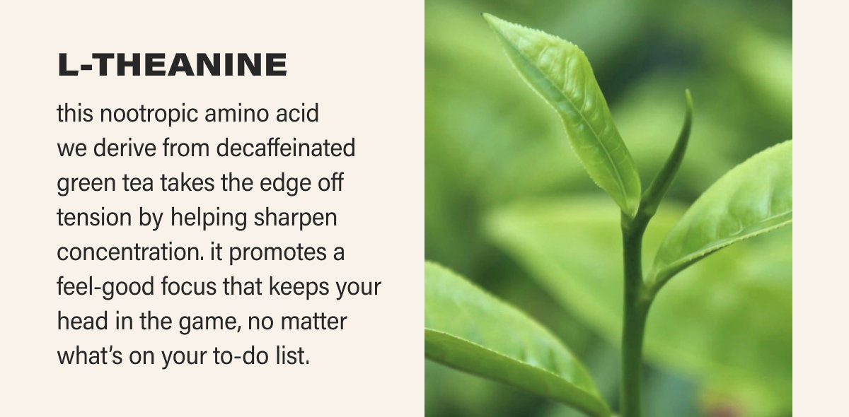 L-THEANINE this nootropic amino acid  we derive from decaffeinated green tea takes the edge off tension by helping sharpen concentration. it promotes a feel-good focus that keeps your head in the game, no matter what’s on your to-do list.