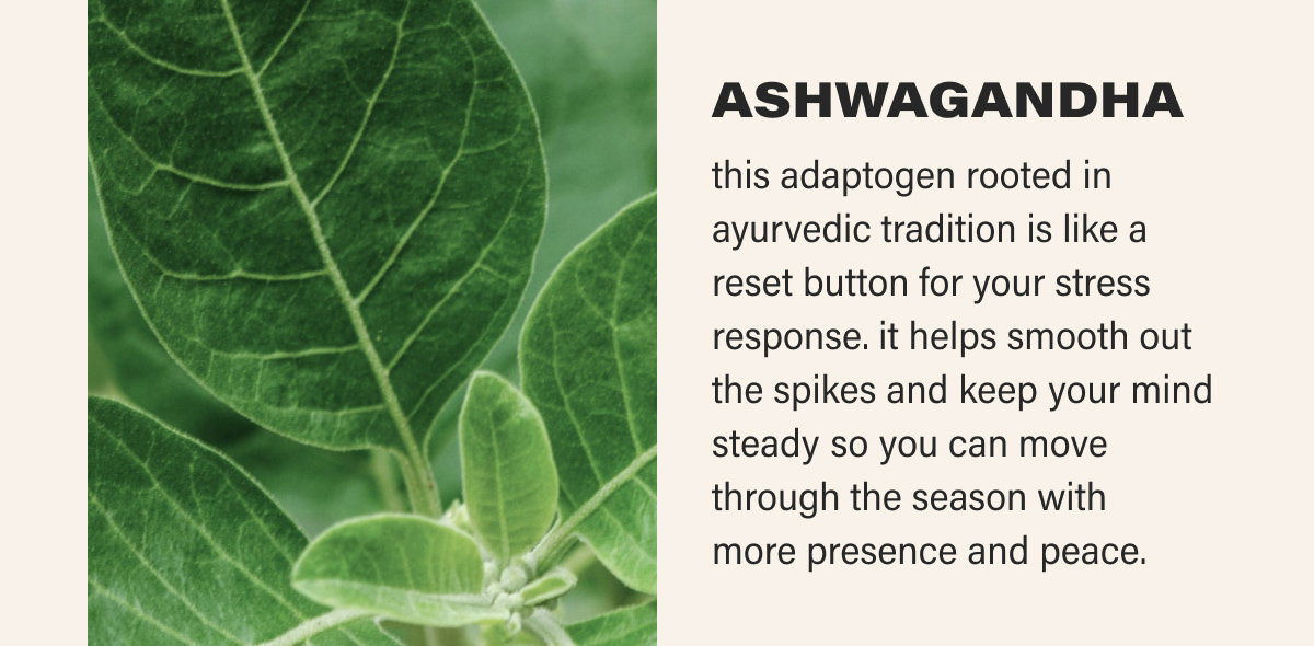ASHWAGANDHA this adaptogen rooted in ayurvedic tradition is like a reset button for your stress response. it helps smooth out the spikes and keep your mind steady so you can move through the season with  more presence and peace.