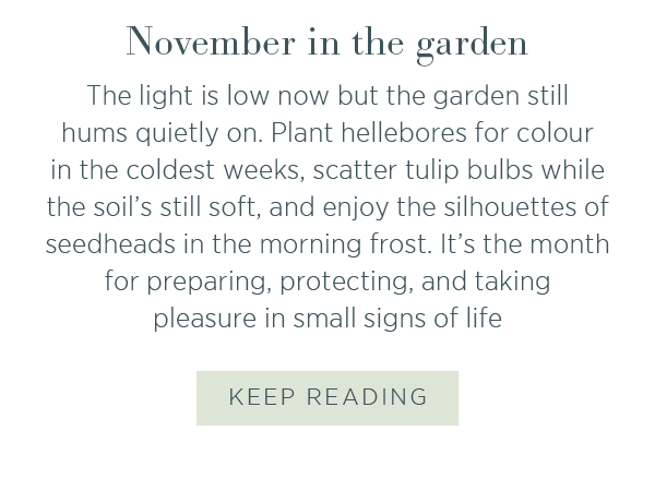 November in the garden. The light is low now but the garden still hums quietly on. Plant hellebores for colour in the coldest weeks, scatter tulip bulbs while the soil's still soft, and enjoy the silhouettes of seedheads in the morning frost. It's the month for preparing, protecting, and taking pleasure in small signs of ligfe.