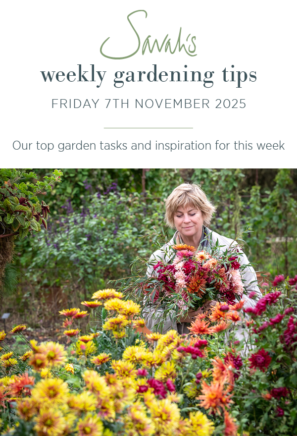 Sarah's weekly gardening tips. Friday 7th November 2025. Our top garden tasks and inspiration for this week.