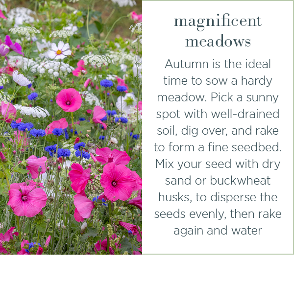 Magnificent meadows. Autumn is the ideal time to sow a hardy meadow. Pick a sunny spot with well-drained soil, dig over, and rake to form a fine seedbed. Mix your seed with dry sand or buckwheat husks, to disperse the seeds evenly, then take again and water.