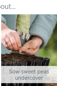 Sow sweet peas under cover.