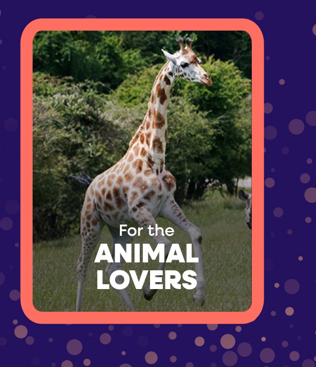 For the Animal Lovers