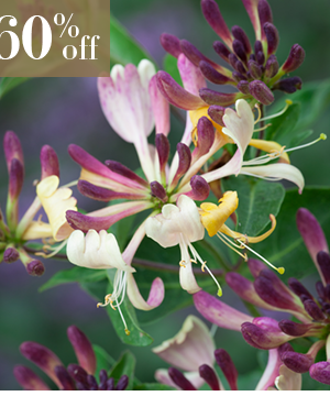 Lonicera periclymenum 'Chic et Choc'