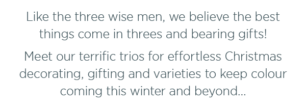 Like the Three Wise Men, we believe the best things come in threes, bearing gifts. Meet our terrific trios for effortless Christmas decorating, gifting and varieties to keep colour coming this winter and beyond...