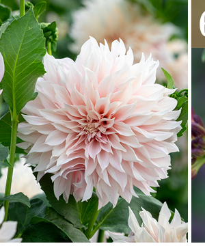 Dahlia 'Café au Lait'