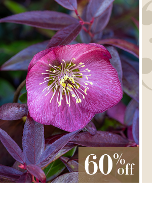 Helleborus x hybridus 'Strawberry Moon'