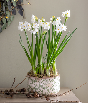 Paperwhites in Wavy Edged Green Ceramic Bowl