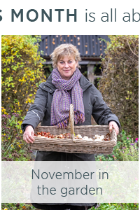 November in the garden