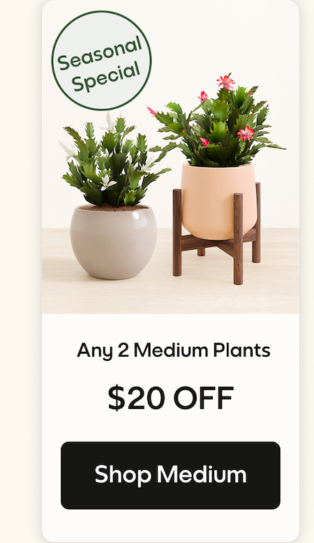 Shop Medium