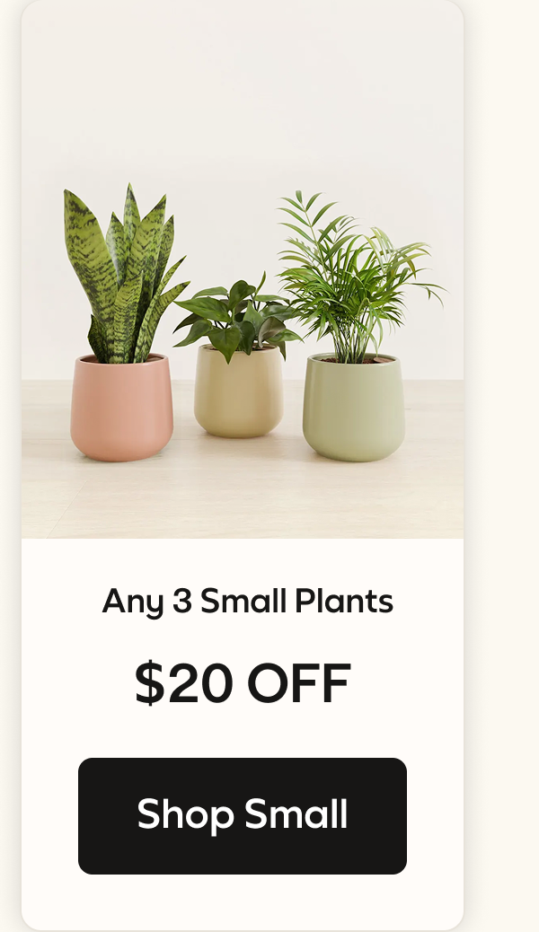 Shop Small