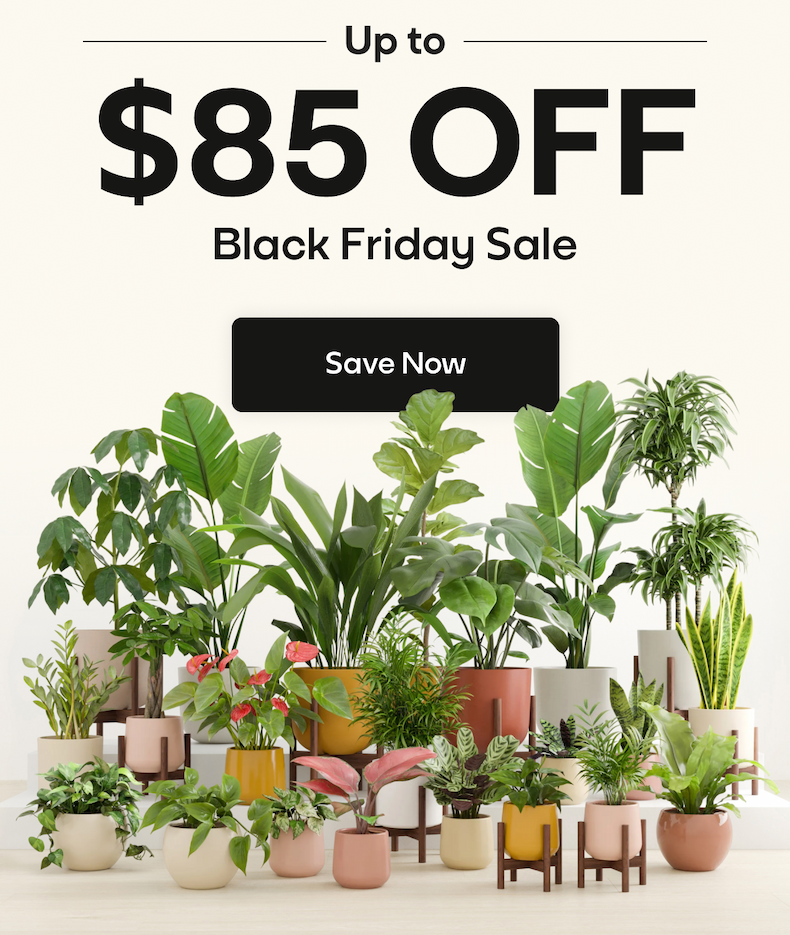 UP TO $85 OFF