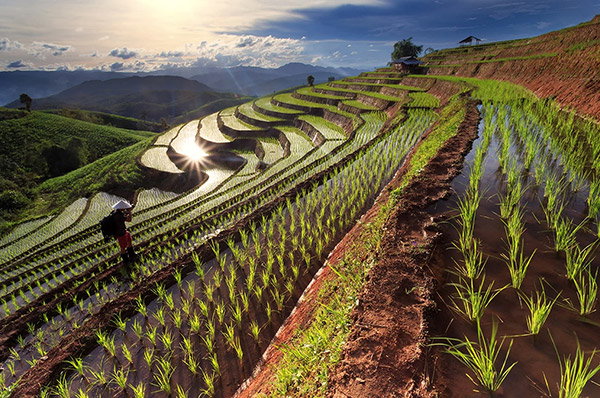 Terraced rice fields with a farmer walking along one tier of rice. The sun is glaring off the water in the background.