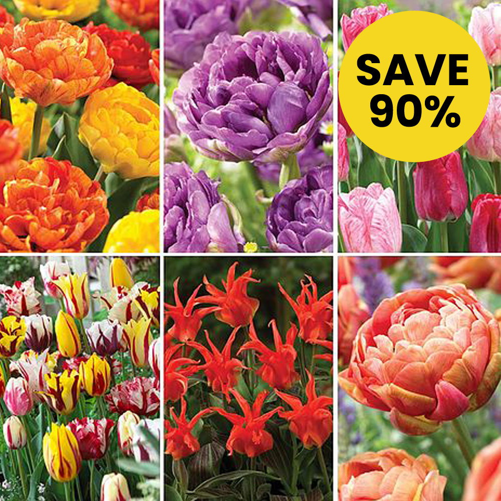Nurserymans Choice Tulips