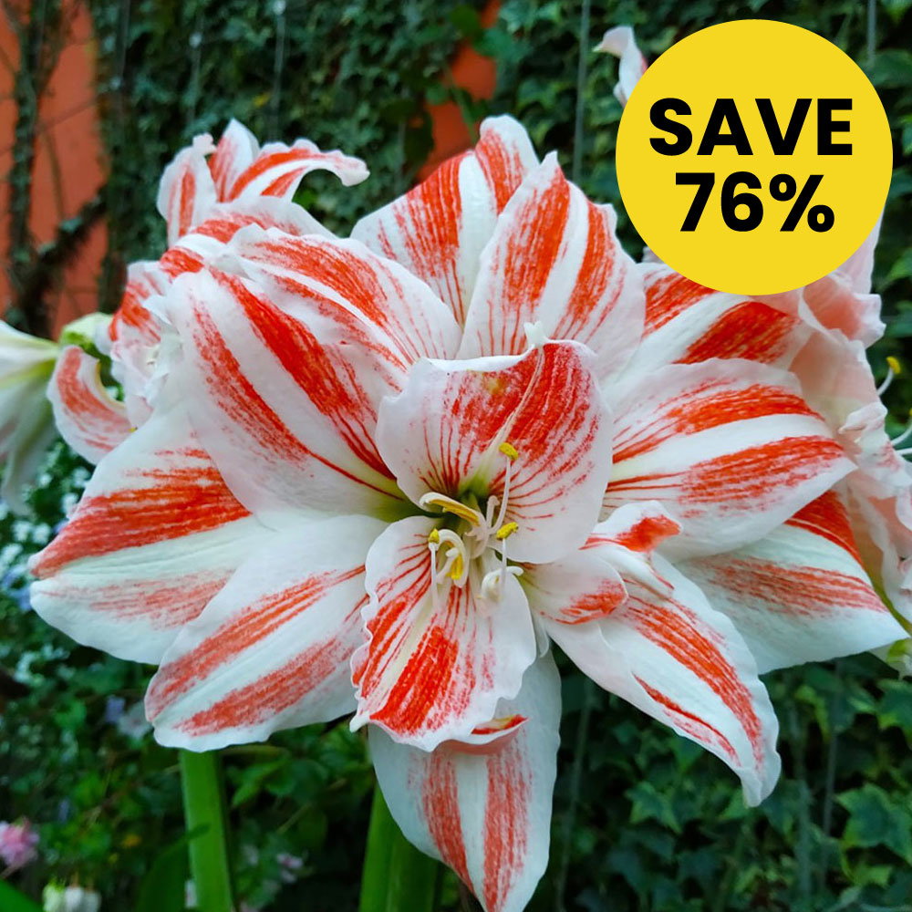 Amaryllis 'Dancing Queen'