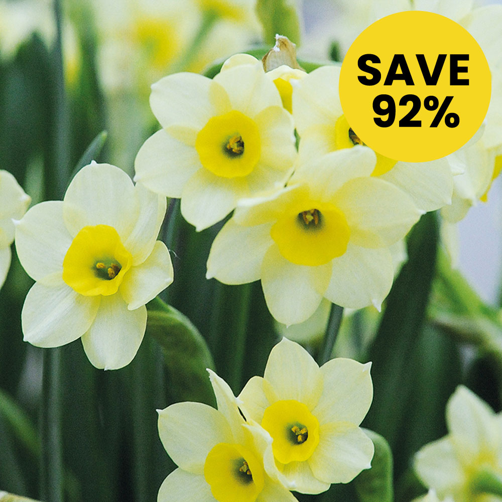 Narcissus 'Minnow'