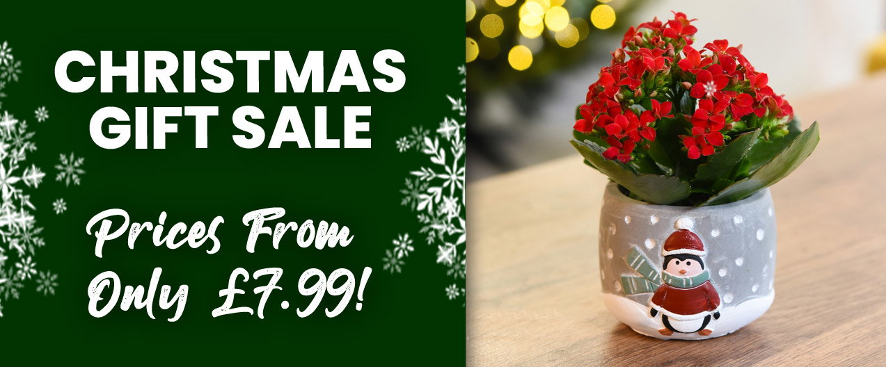 Christmas Gift Sale
