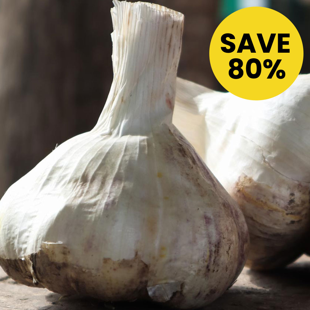 Garlic 'Messidor'