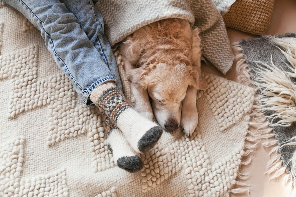 cozy socks with dog