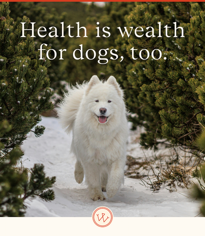 Health is wealth for dogs, too.