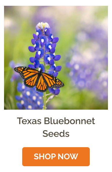 Texas Bluebonnet Seeds