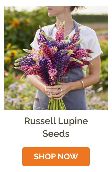 Russell Lupine Seeds