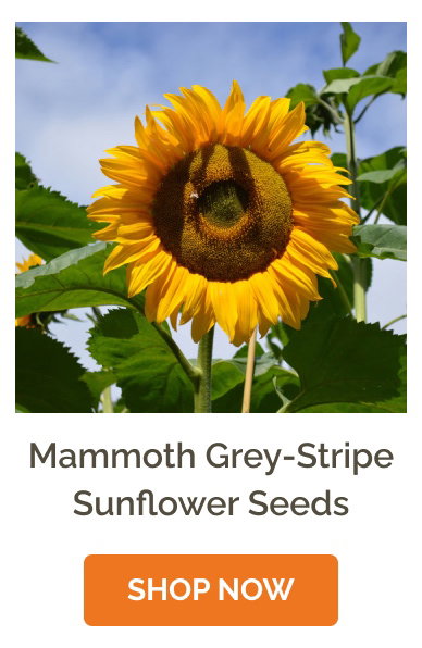 Mammoth Grey-Stripe Sunflower