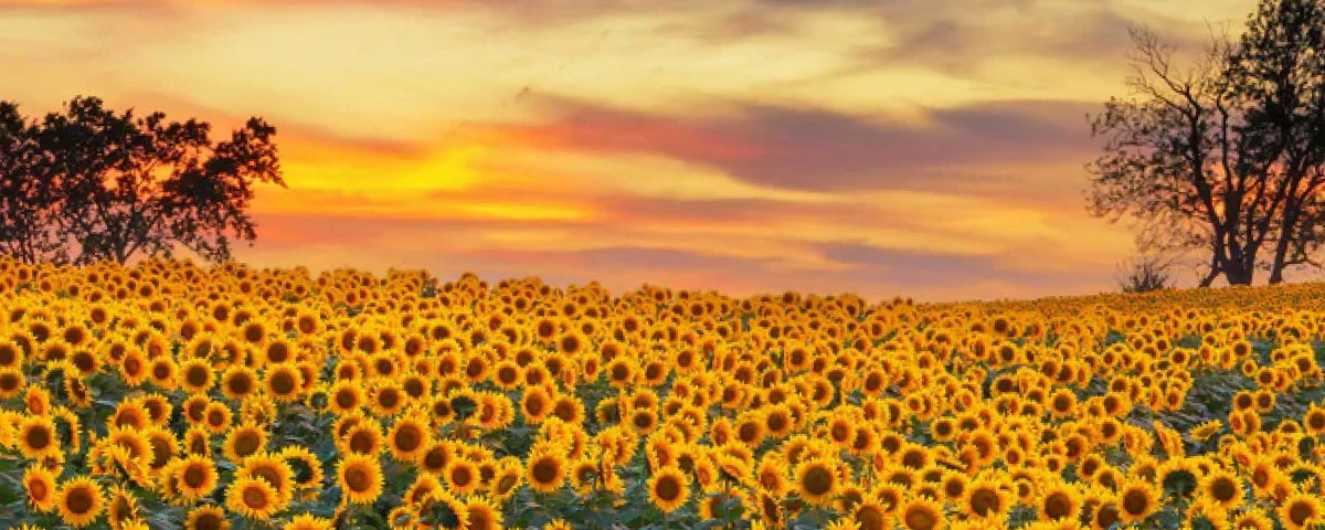 field of sunflowers with a sunset in the sky above