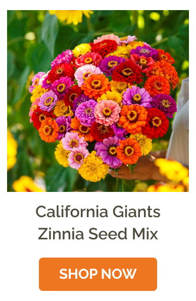 California Giants Zinnia Seed Mix