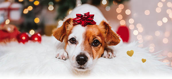 Dog with Bow On Head