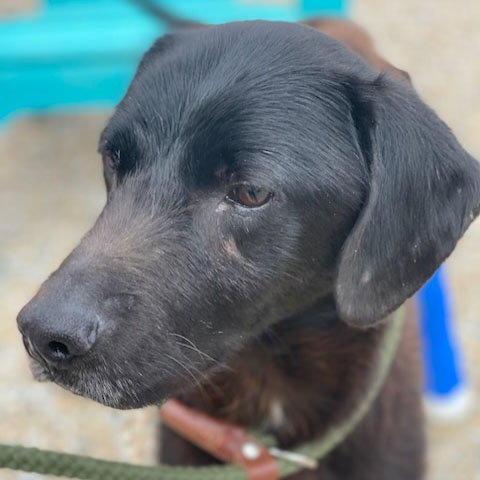shelter dog in need