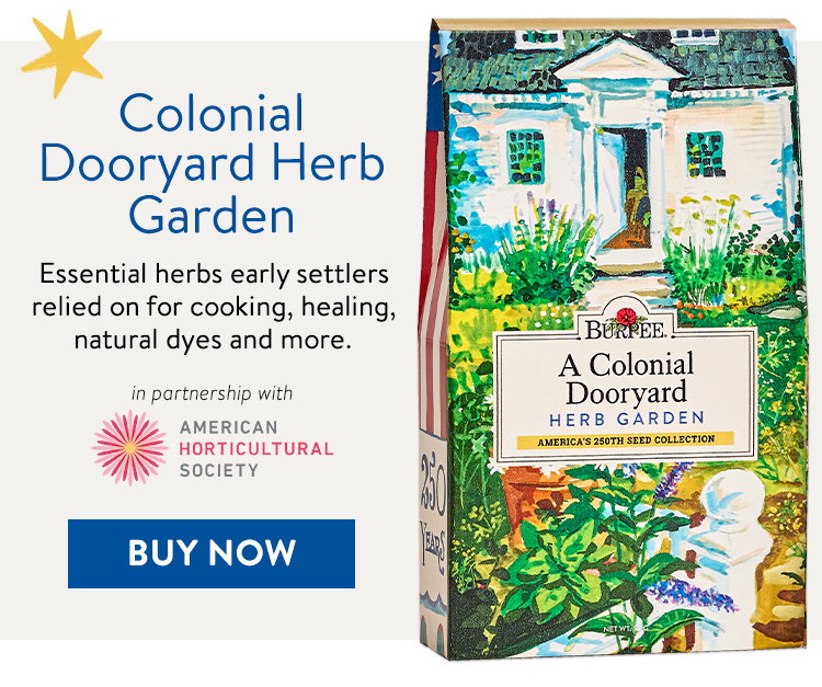 A Colonial Dooryard Herb Garden
