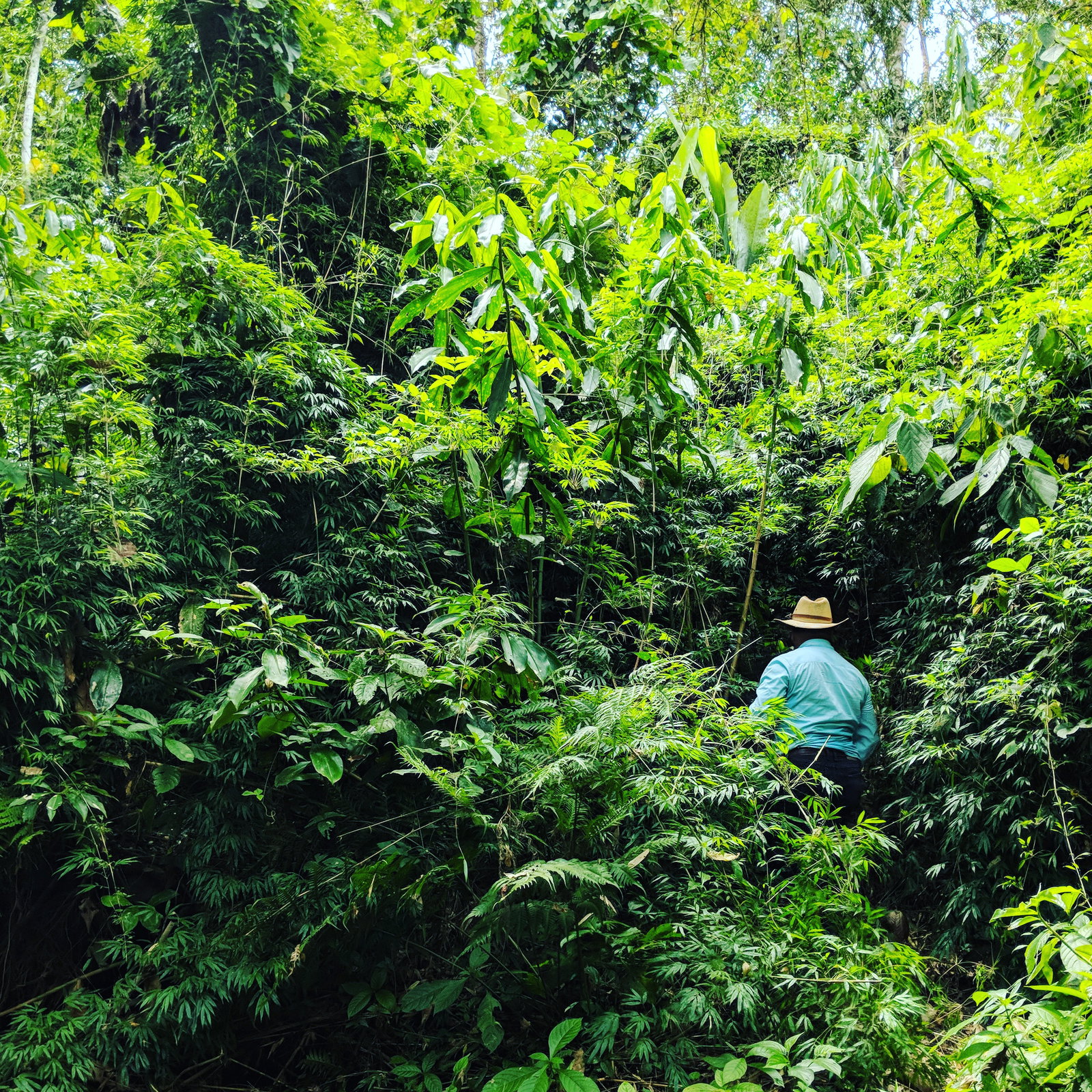 Partner Farmer Don Amilcar in Alta Verapaz, Guatemala