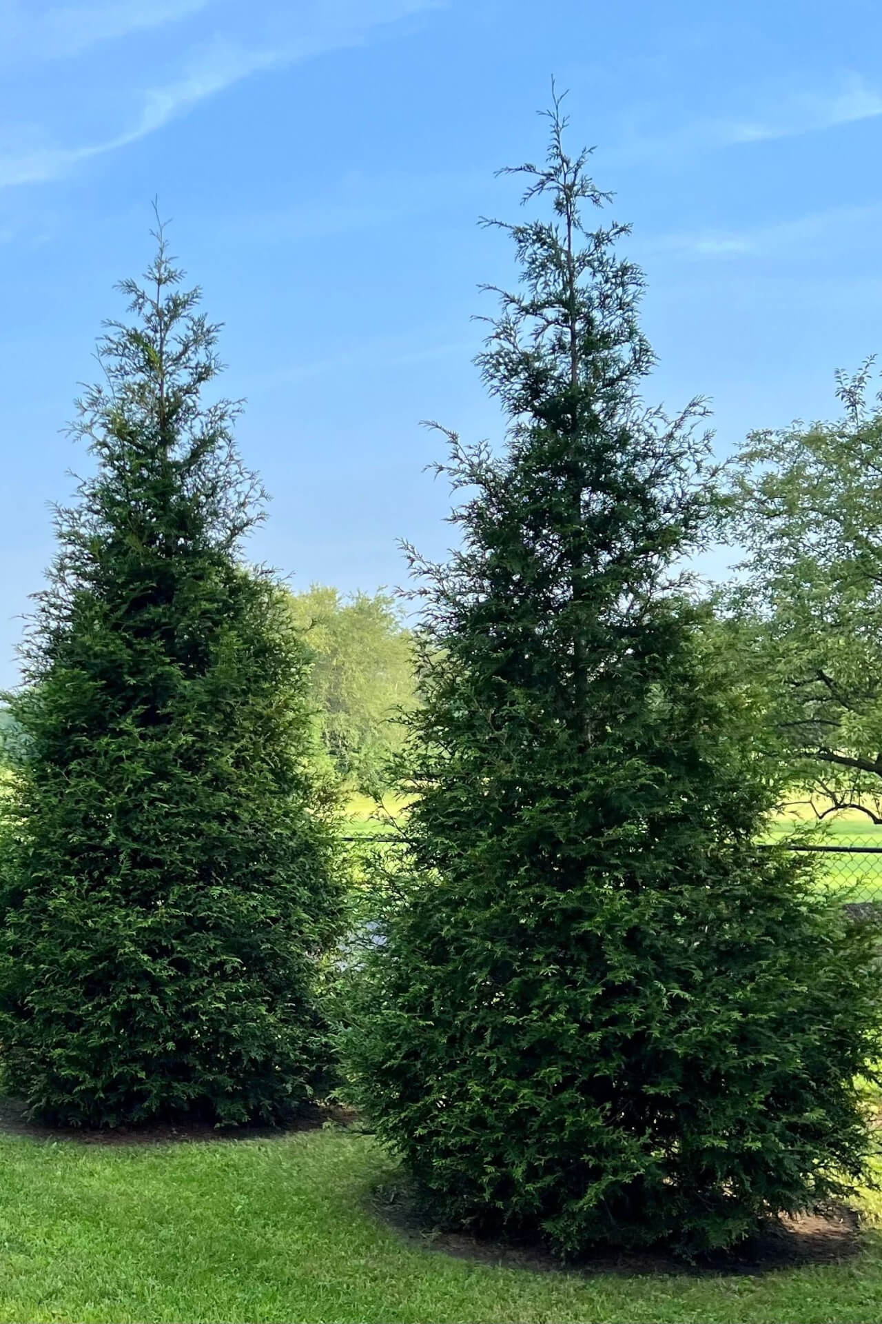 Image of Green Giant Arborvitae