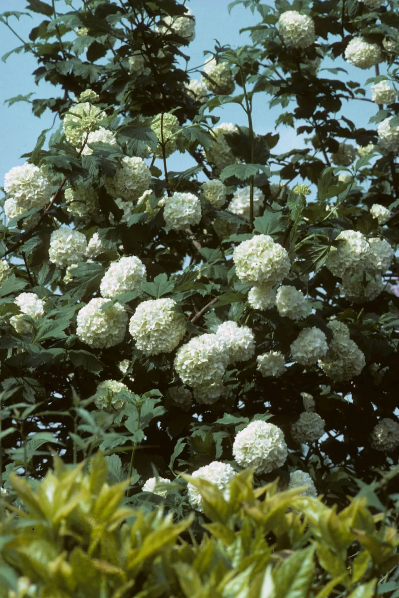 Image of Black Haw Viburnum